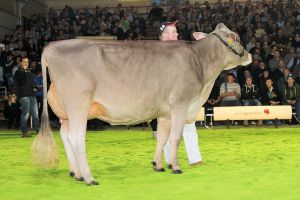 151128SC15 059_ Abt 3 Rang 2  Plattenbach BS Glenny GINA Peter Betschart SZ B